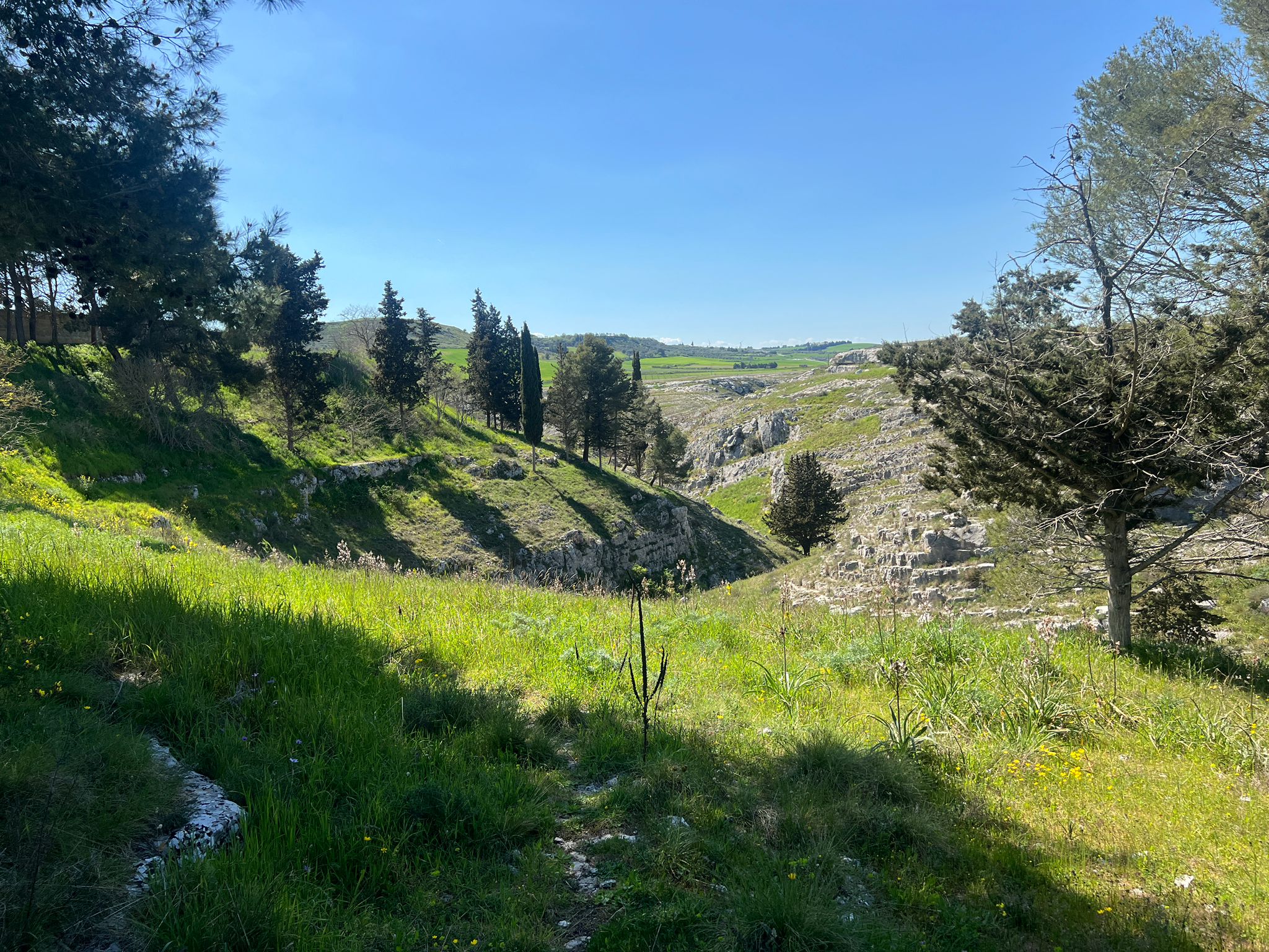 Pineta al termine del canyon